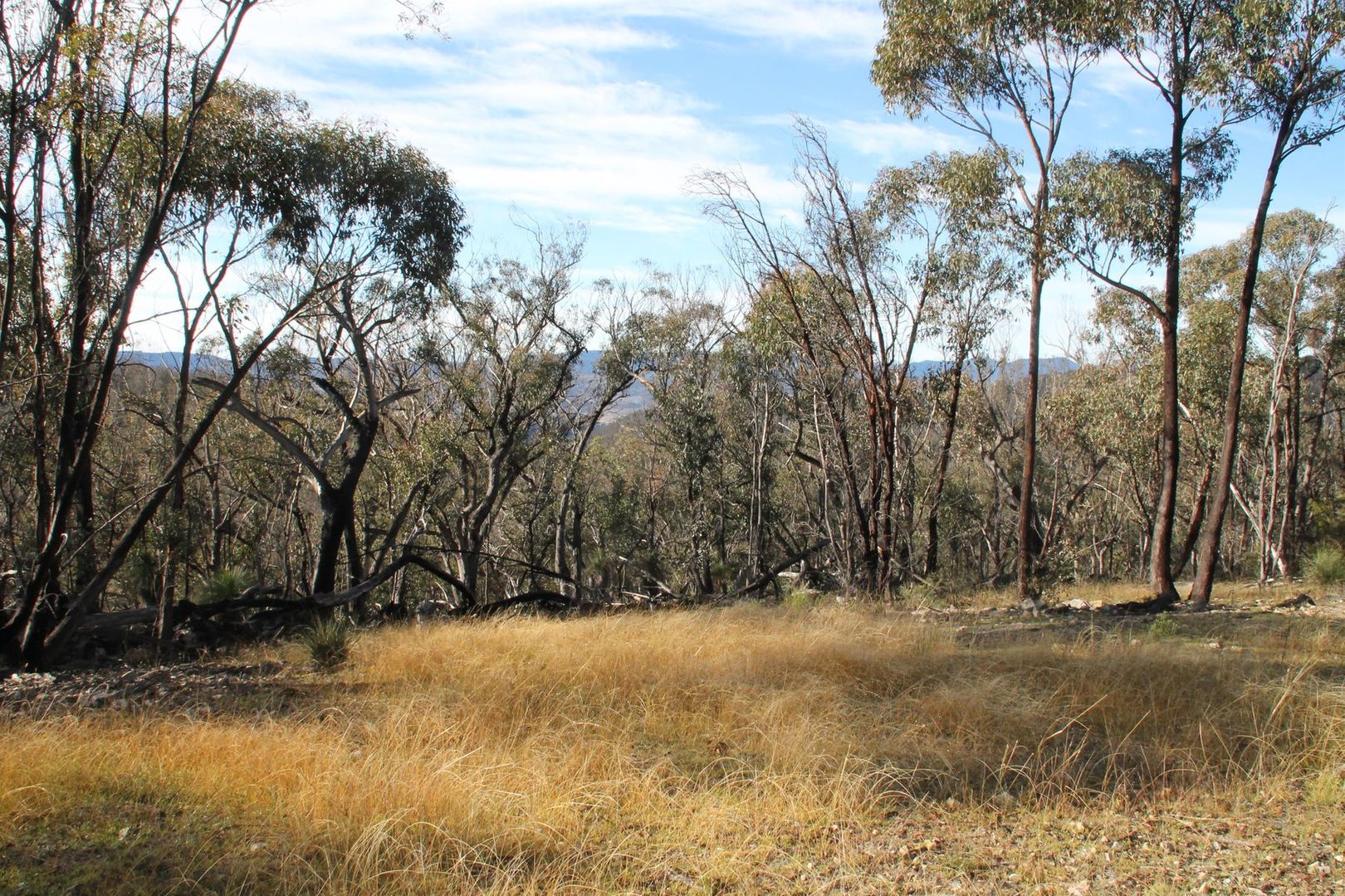 Lot 24 Bluff Creek Road, Tenterfield NSW 2372, Image 1