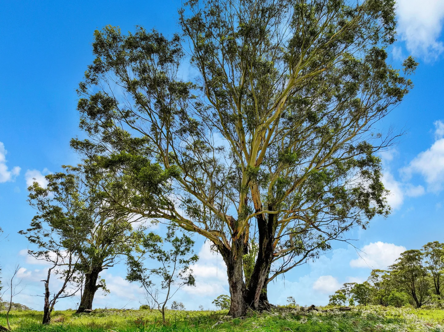 Additional image 9 of 195 Halls Lane, Braidwood NSW 2622