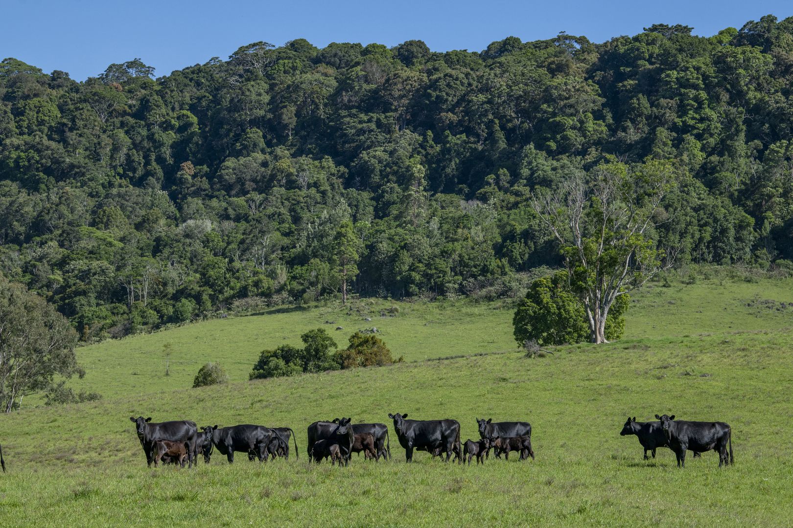 3436 Lamington National Park Road, O'Reilly QLD 4275, Image 1