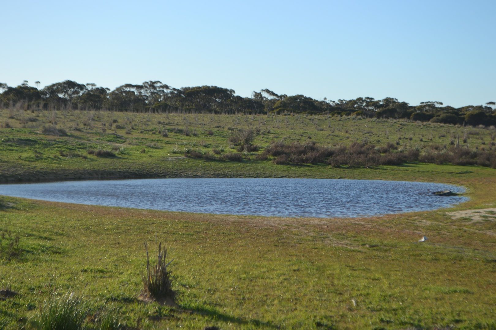 282 Leibich Road, Wudinna SA 5652 House for Sale Domain