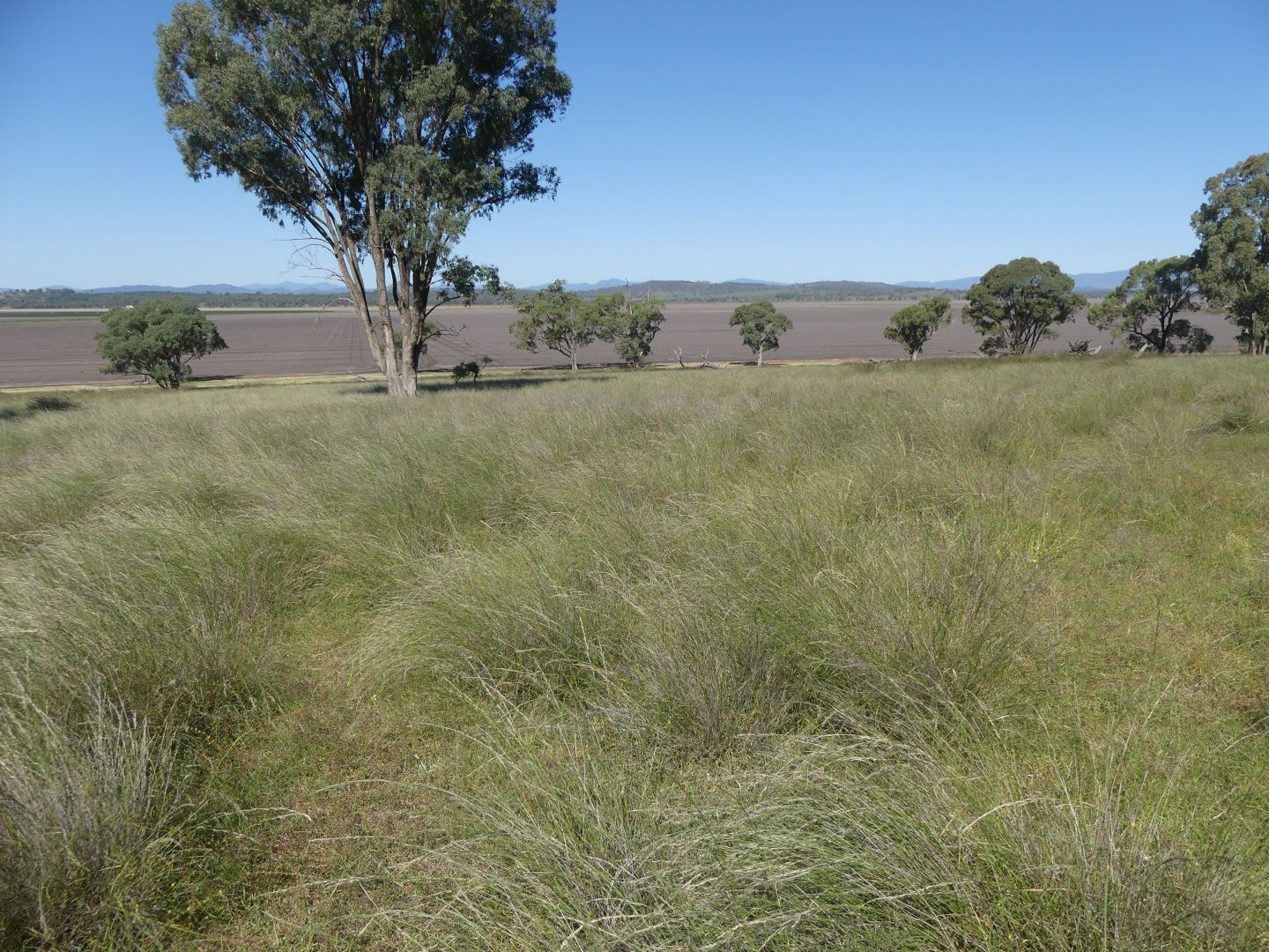 "Hilldale" Warrah Ridge Rd, Quirindi NSW 2343, Image 2