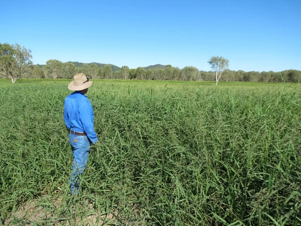 Additional image 41 of Pomona Road, Ingham QLD 4850