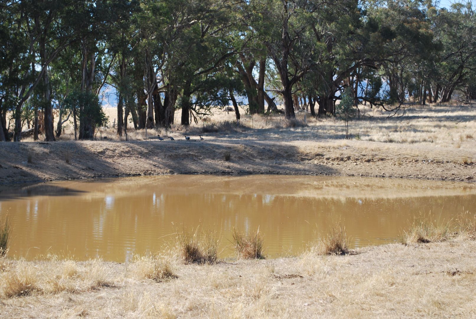 Top Paddock Rae Road, Murmungee VIC 3747, Image 2