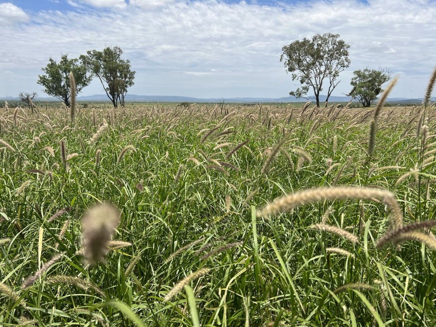 663 Tango Road, Alpha QLD 4724, Image 0