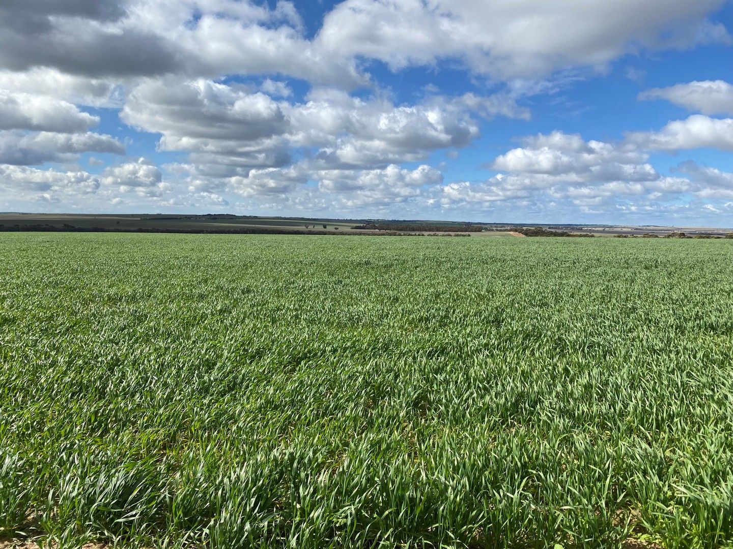 "Amaroo" East Kulin, Kulin WA 6365, Image 0