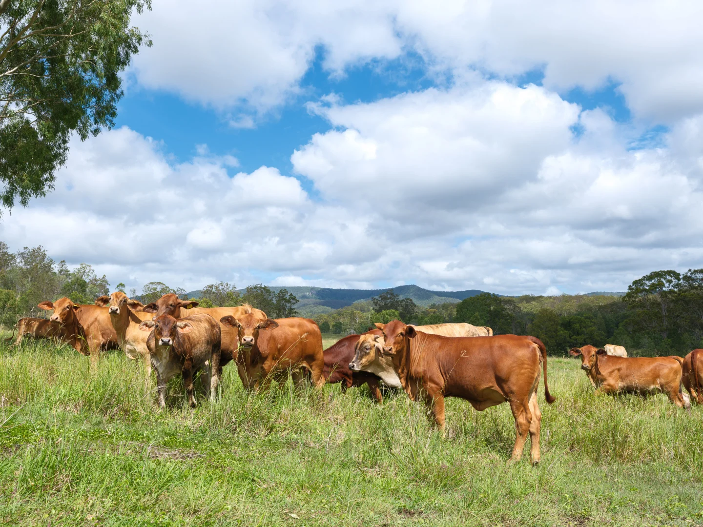 Additional image 14 of Widgee QLD 4570