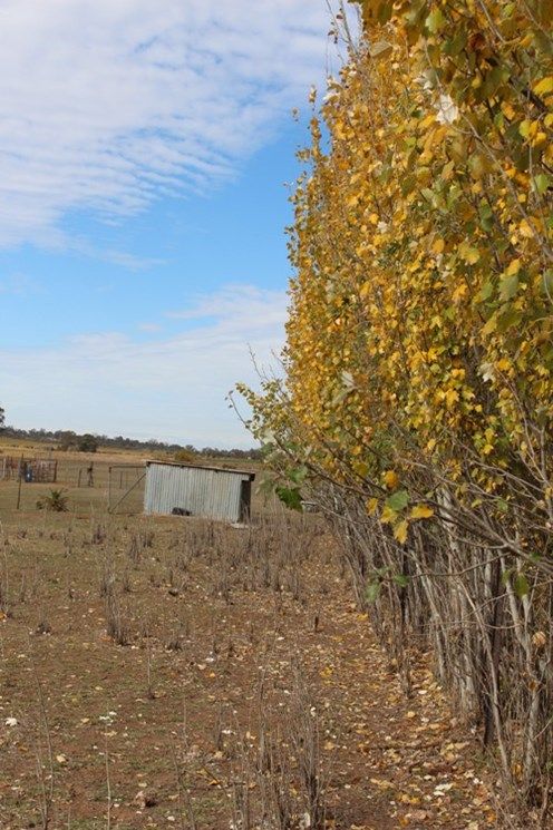 Lot 2,190 Corbie Hill Rd, Leeton NSW 2705, Image 2