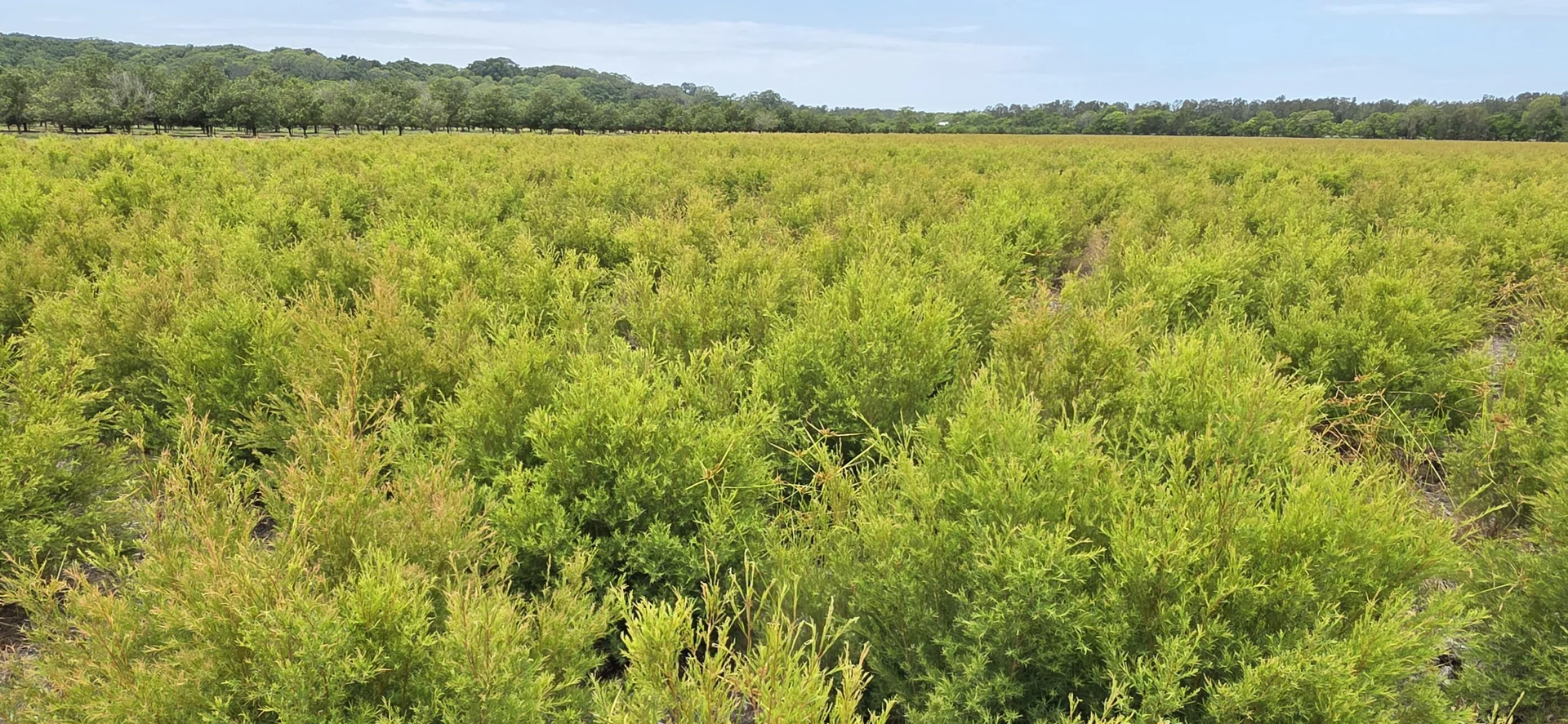 Additional image 16 of 389 Teven Road, Teven NSW 2478