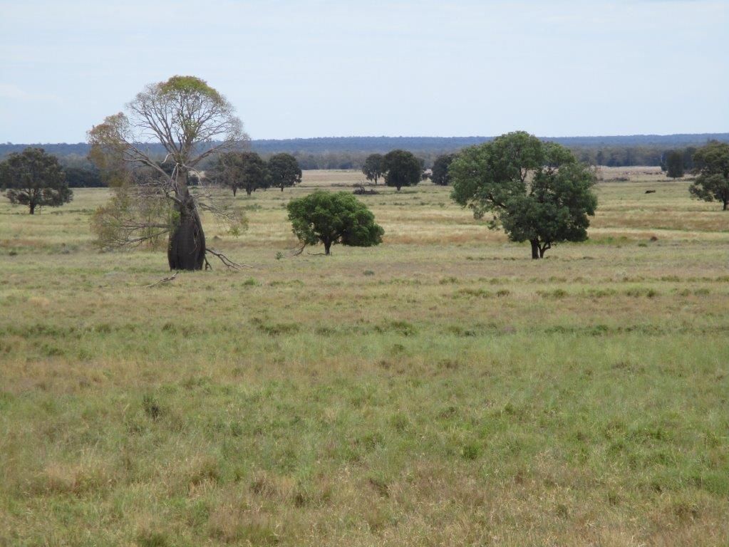 1347 Acres | Cattle Property, Chinchilla QLD 4413, Image 1