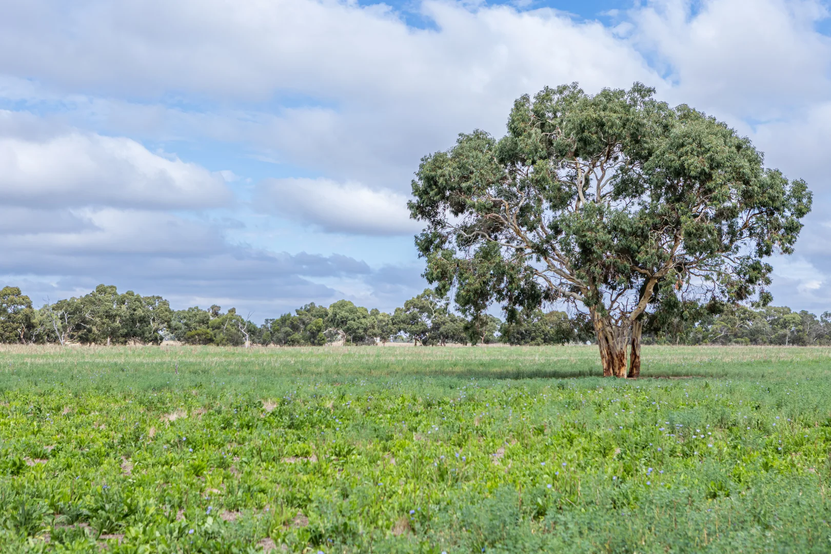 Additional image 17 of 3258 Riddoch Highway, Willalooka SA 5267
