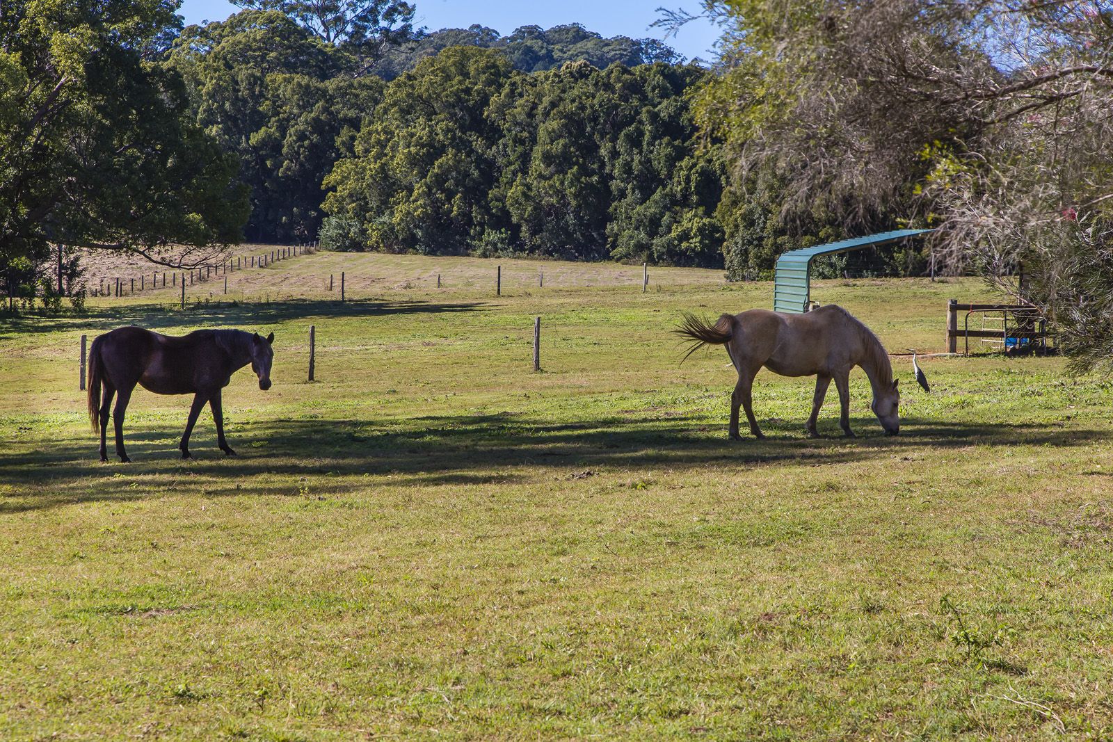 135 Old Palmwoods Road, West Woombye QLD 4559, Image 2