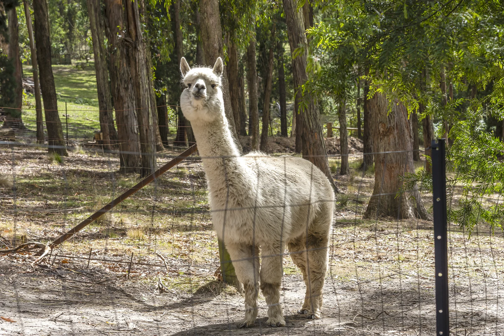 Additional image 21 of 39 Christopher Crescent, Woodend VIC 3442
