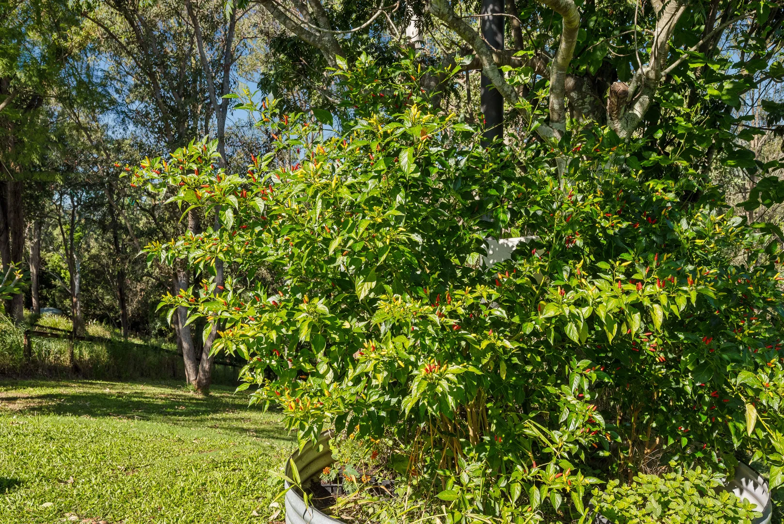 Image 11