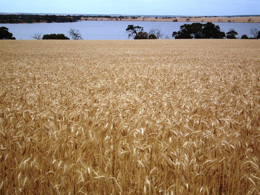 Allotment 500 Duck Lake Road, Wangary SA 5607, Image 0