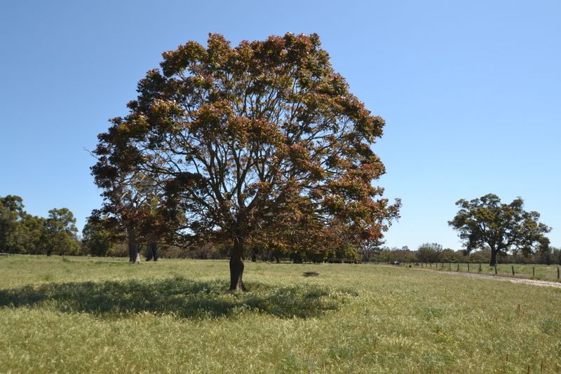 Lot 104 Karnup Creek Road, Hopeland WA 6125, Image 2