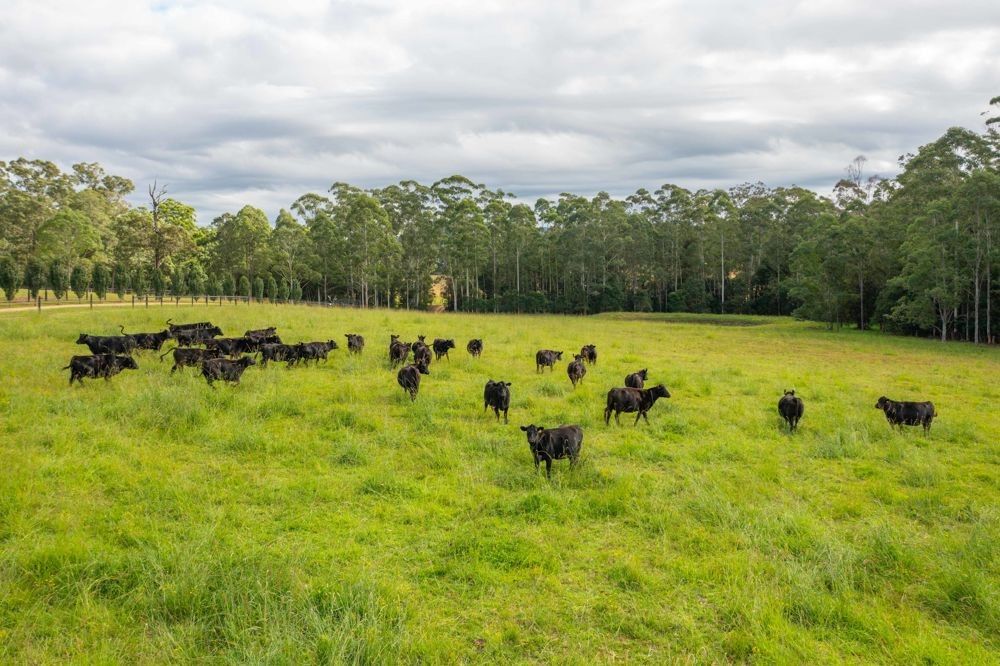 141 Bril Bril Road, Port Macquarie NSW 2444 House for Sale Domain