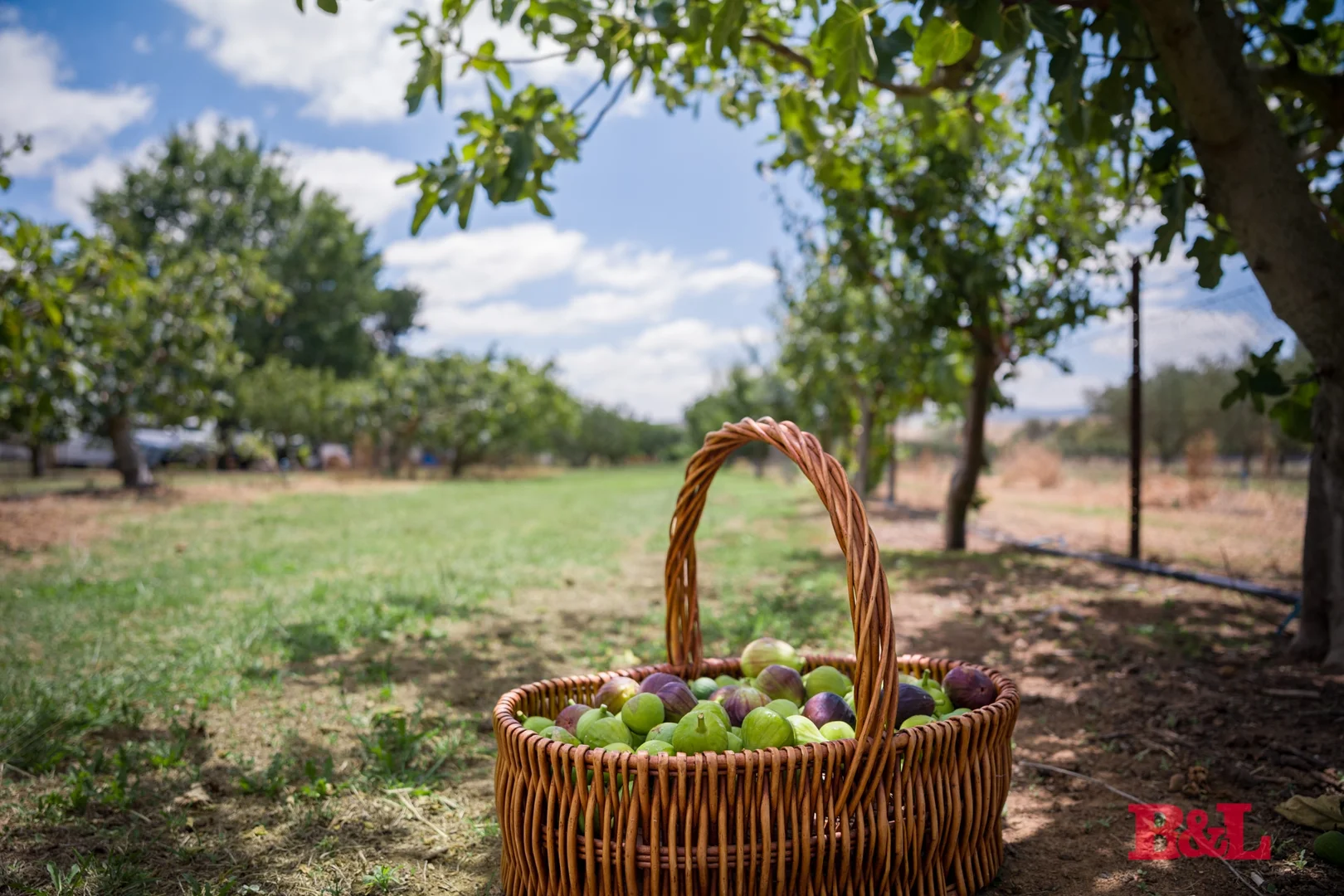 Additional image 27 of 7 Melrose Drive, Raglan NSW 2795