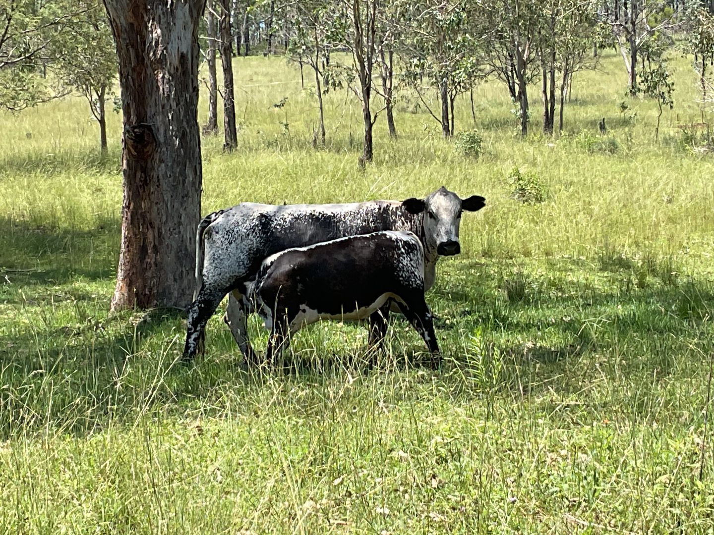 LOT 54 Gibsons Road, Yarraman QLD 4614, Image 2