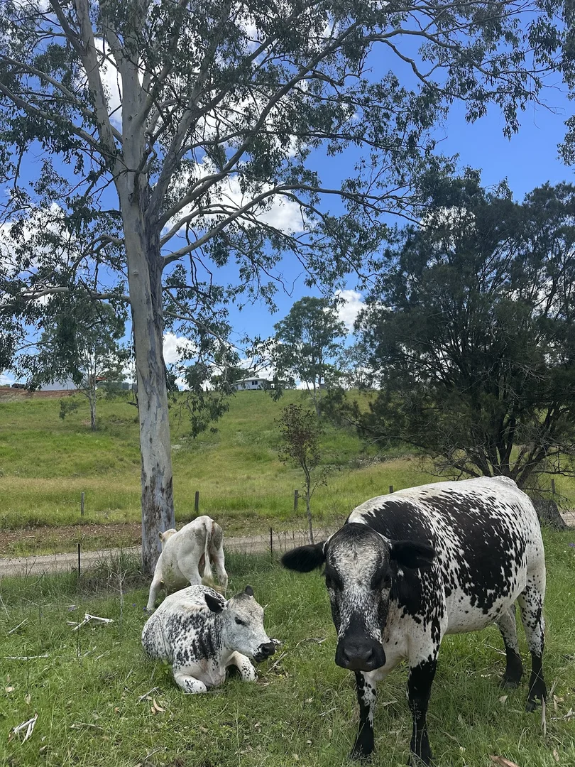 Additional image 39 of 55 Kewins Road, Glastonbury QLD 4570