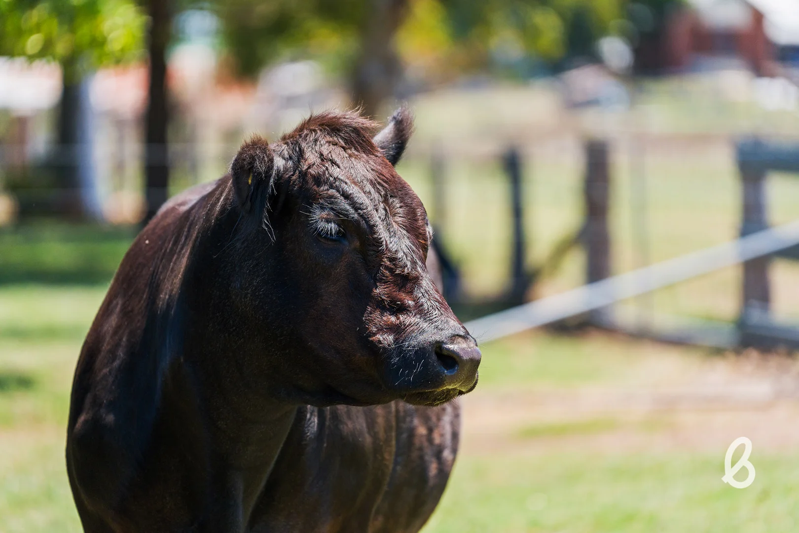 Additional image 14 of 15 Ada Street, Singleton NSW 2330