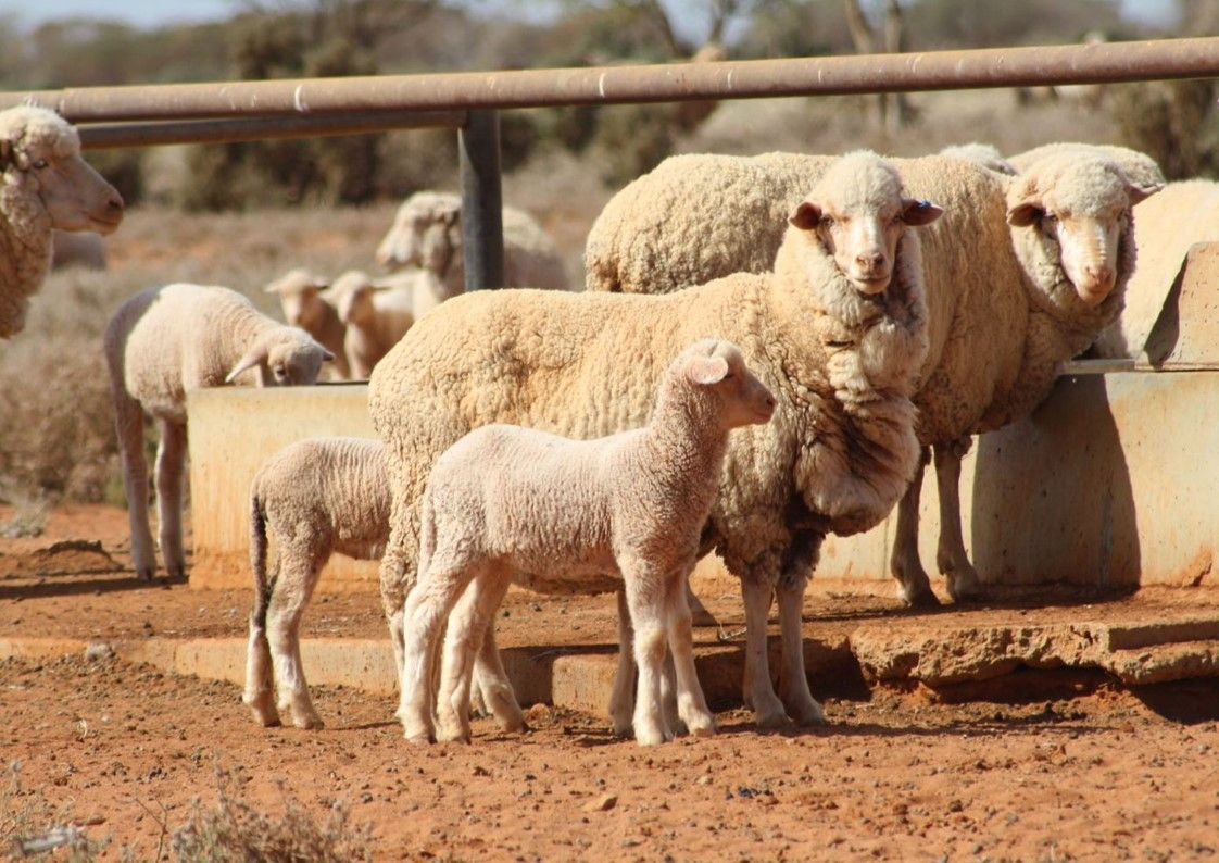 - 'Wendi Station' 807 Tandou Road, Broken Hill NSW 2880, Image 0