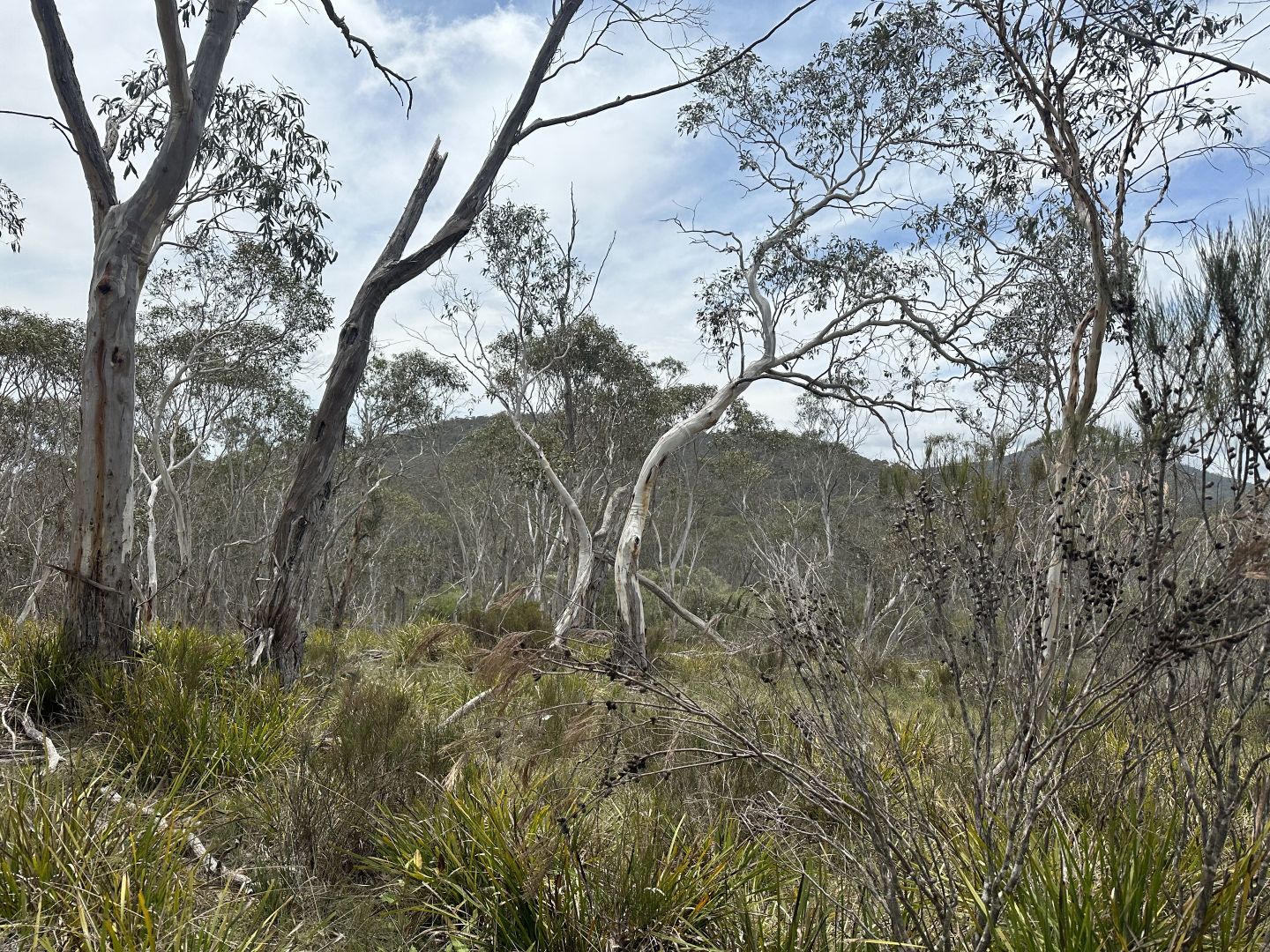 370 Wyanbene Road, Wyanbene NSW 2622, Image 2