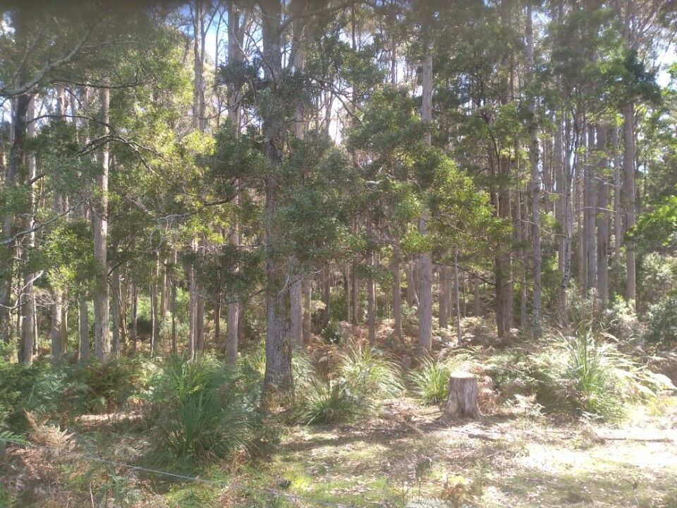 5550 Bridport Rd, Pipers River TAS 7252 House for Sale Domain