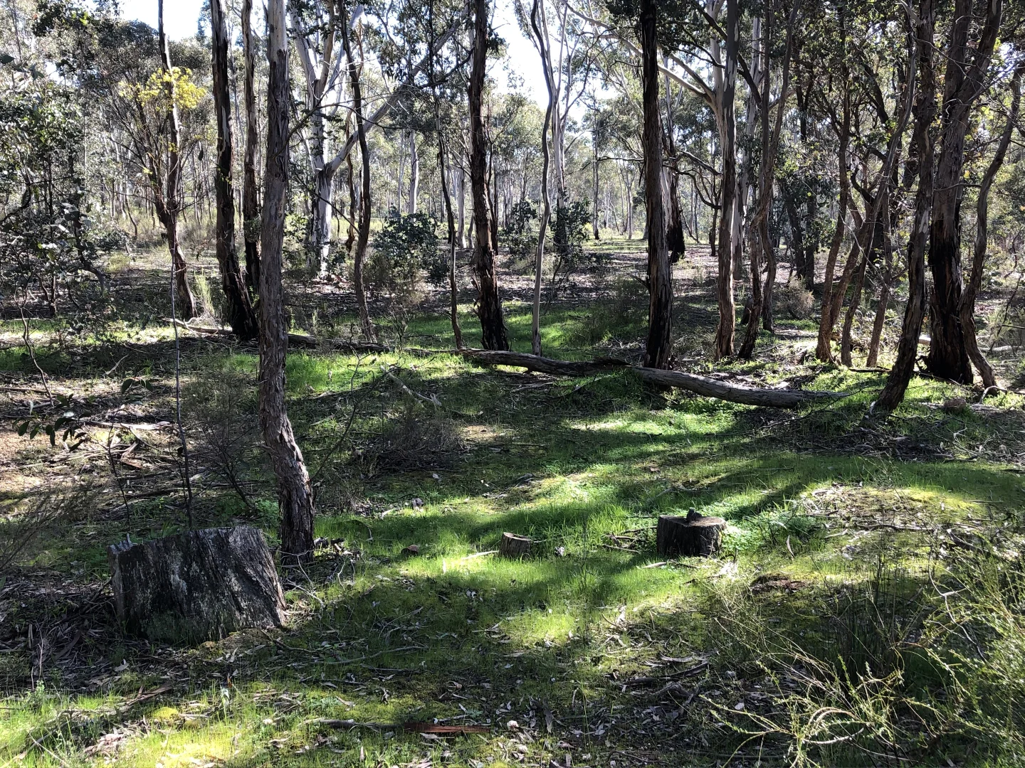 Image 5