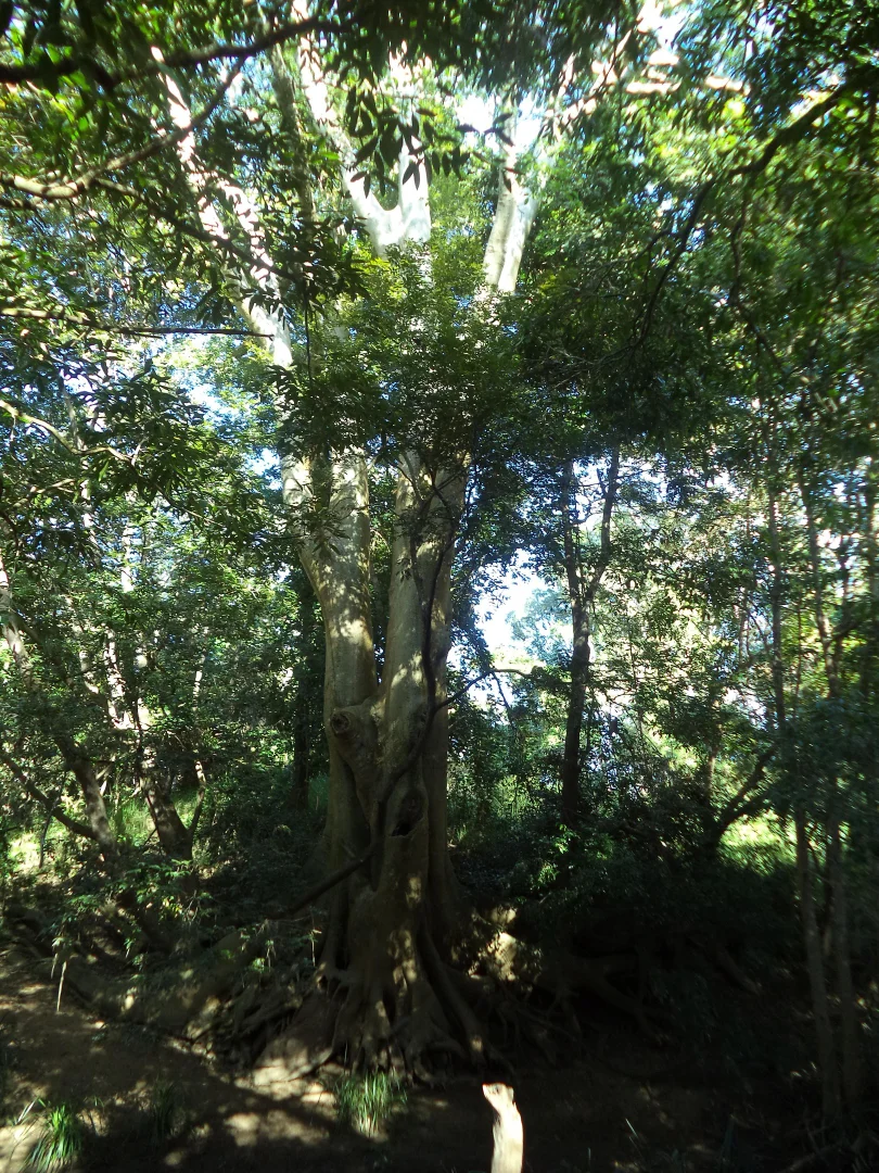 Image 9