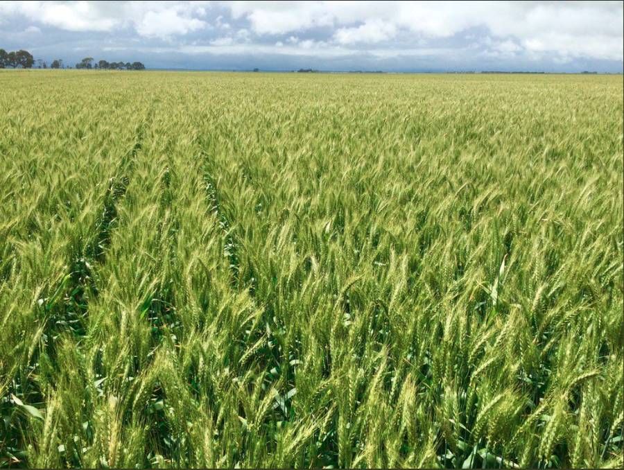 Rural in , JEPARIT VIC, 3423