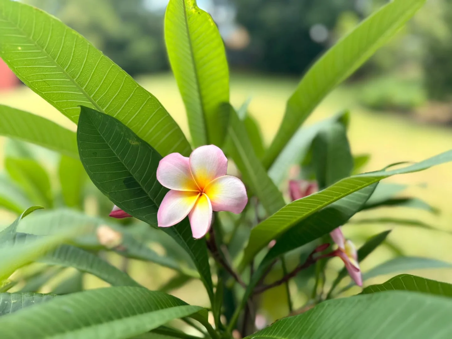 Additional image 32 of 13 Bowtell Avenue, Grafton NSW 2460