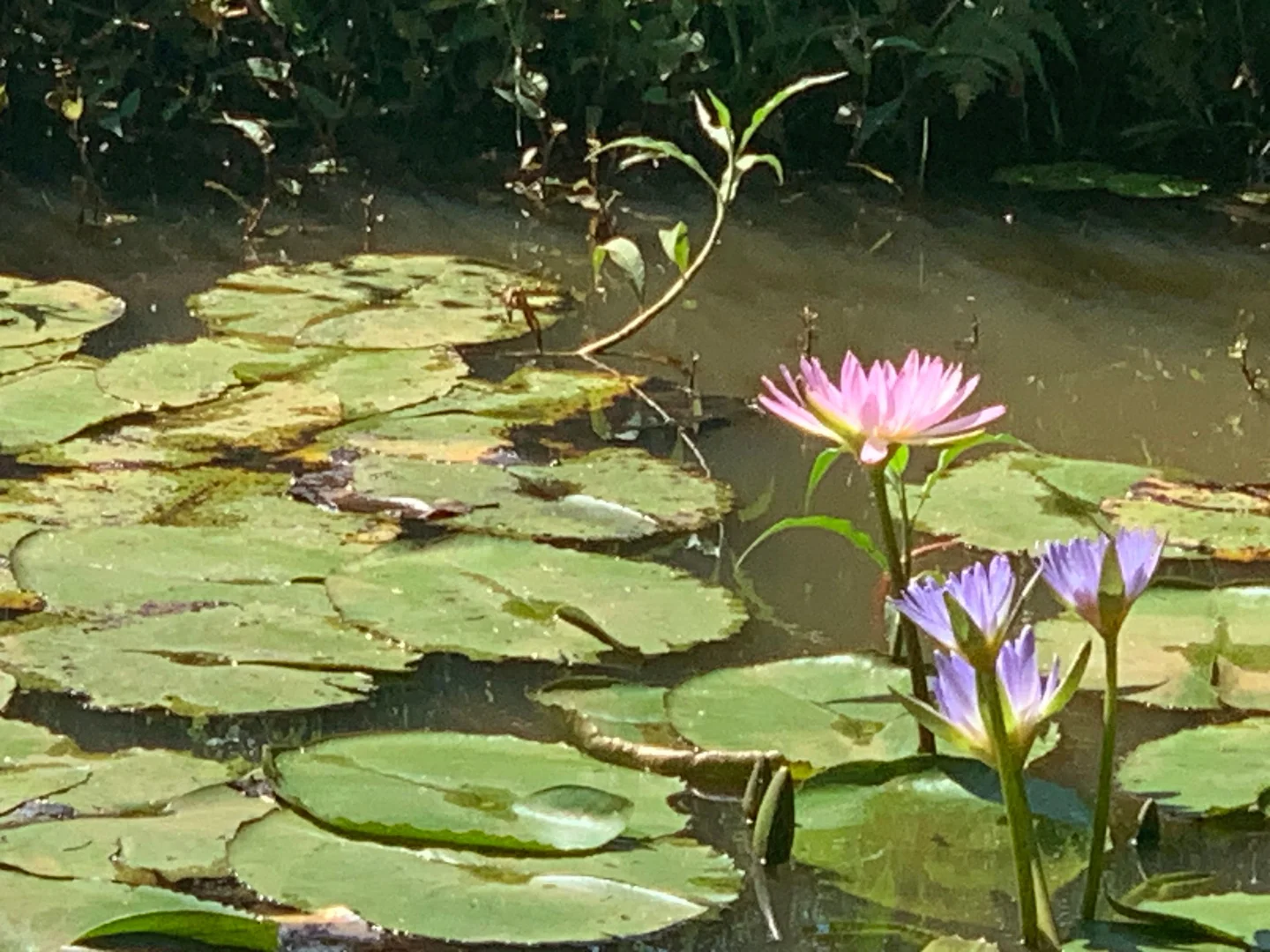 Additional image 17 of Numulgi NSW 2480