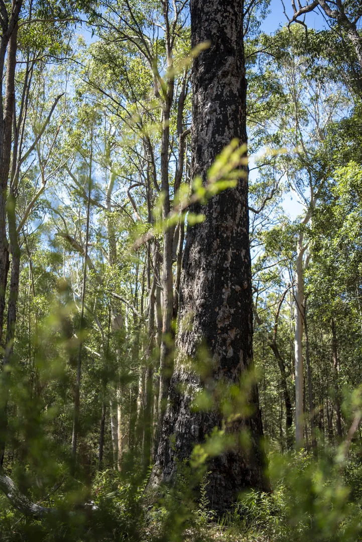 Additional image 15 of Lot 2 Parnell Road, Tomerong NSW 2540