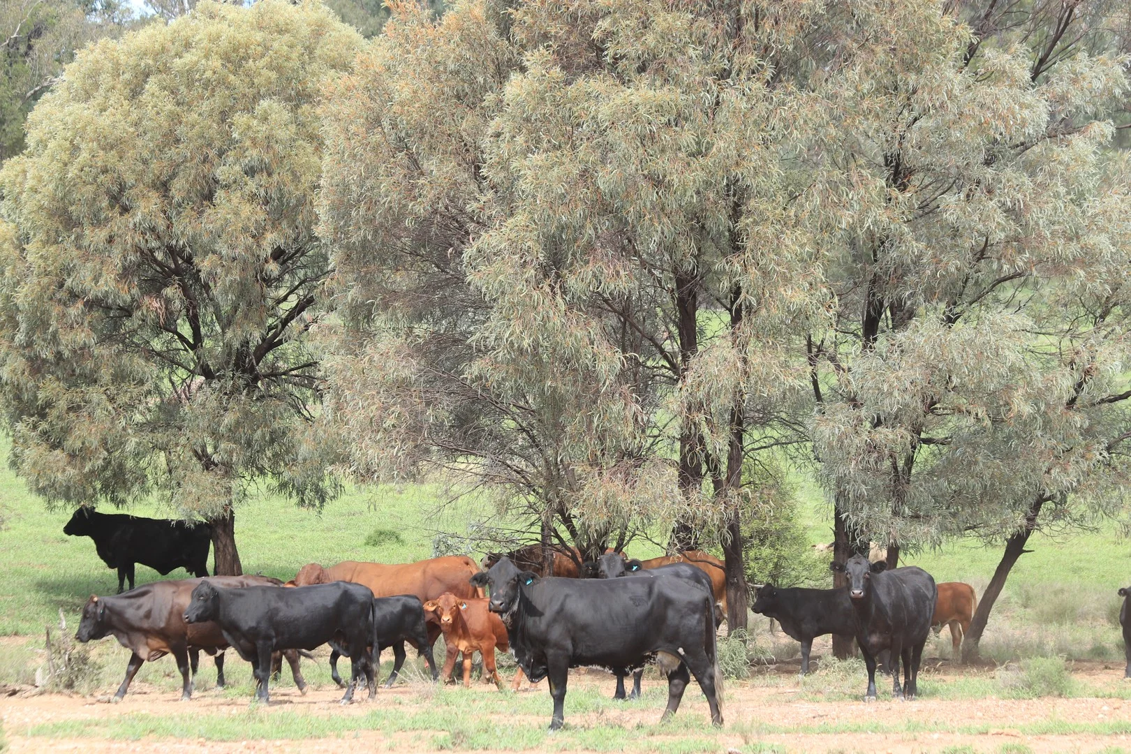 Primary image of 952 Yuleba Surat Road, Yuleba QLD 4427