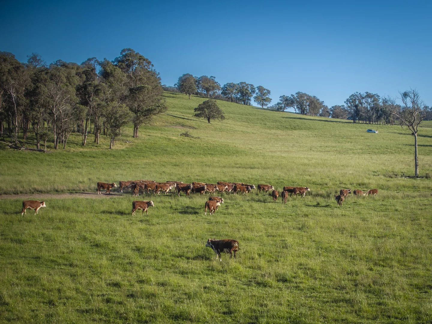 Additional image 10 of 161 Hickeys Road, Wongwibinda NSW 2350