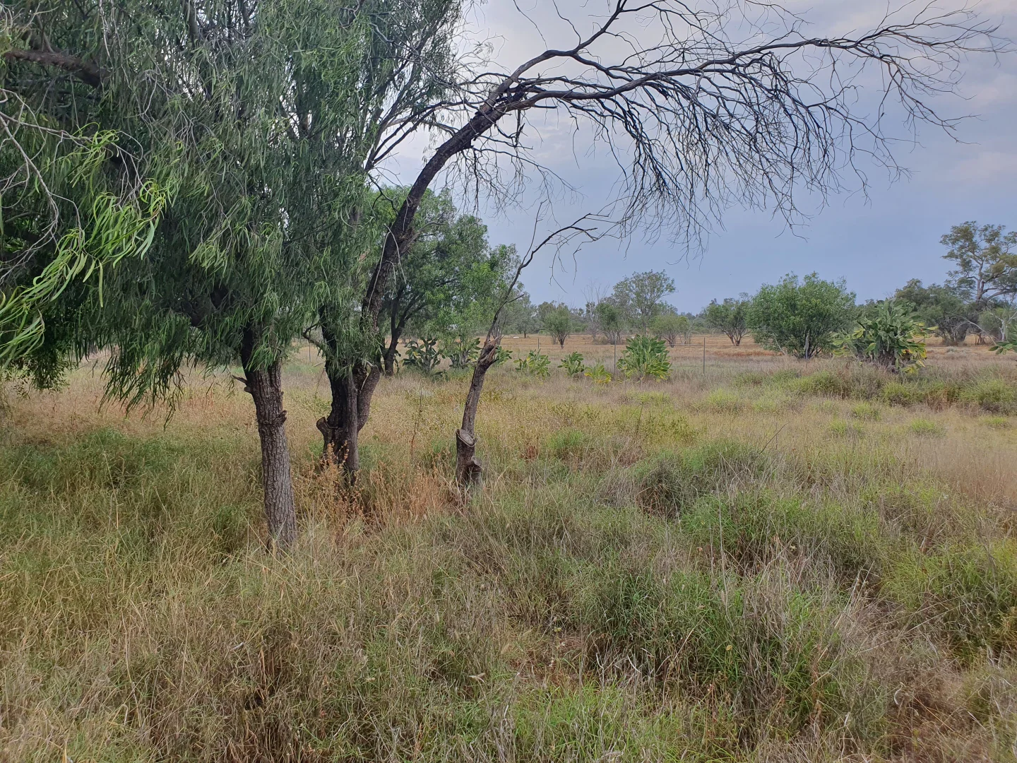 Additional image 24 of 12 Petworth Street, Angledool NSW 2834