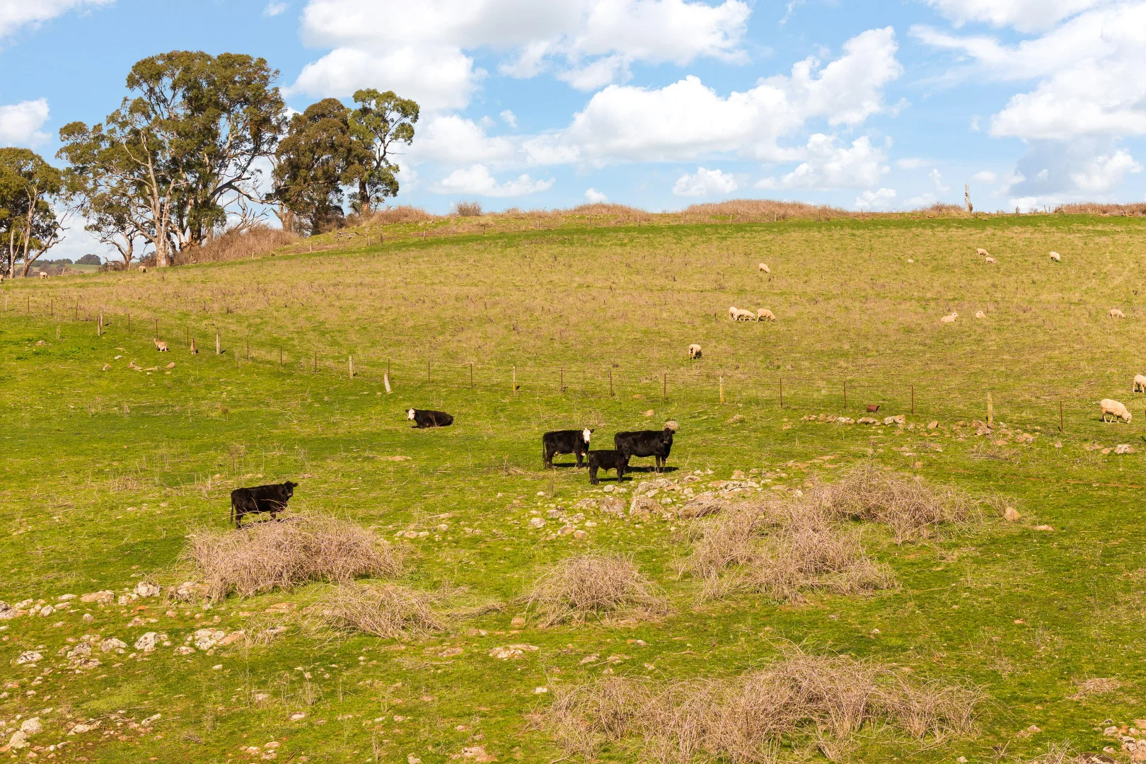 Additional image 12 of Millthorpe NSW 2798