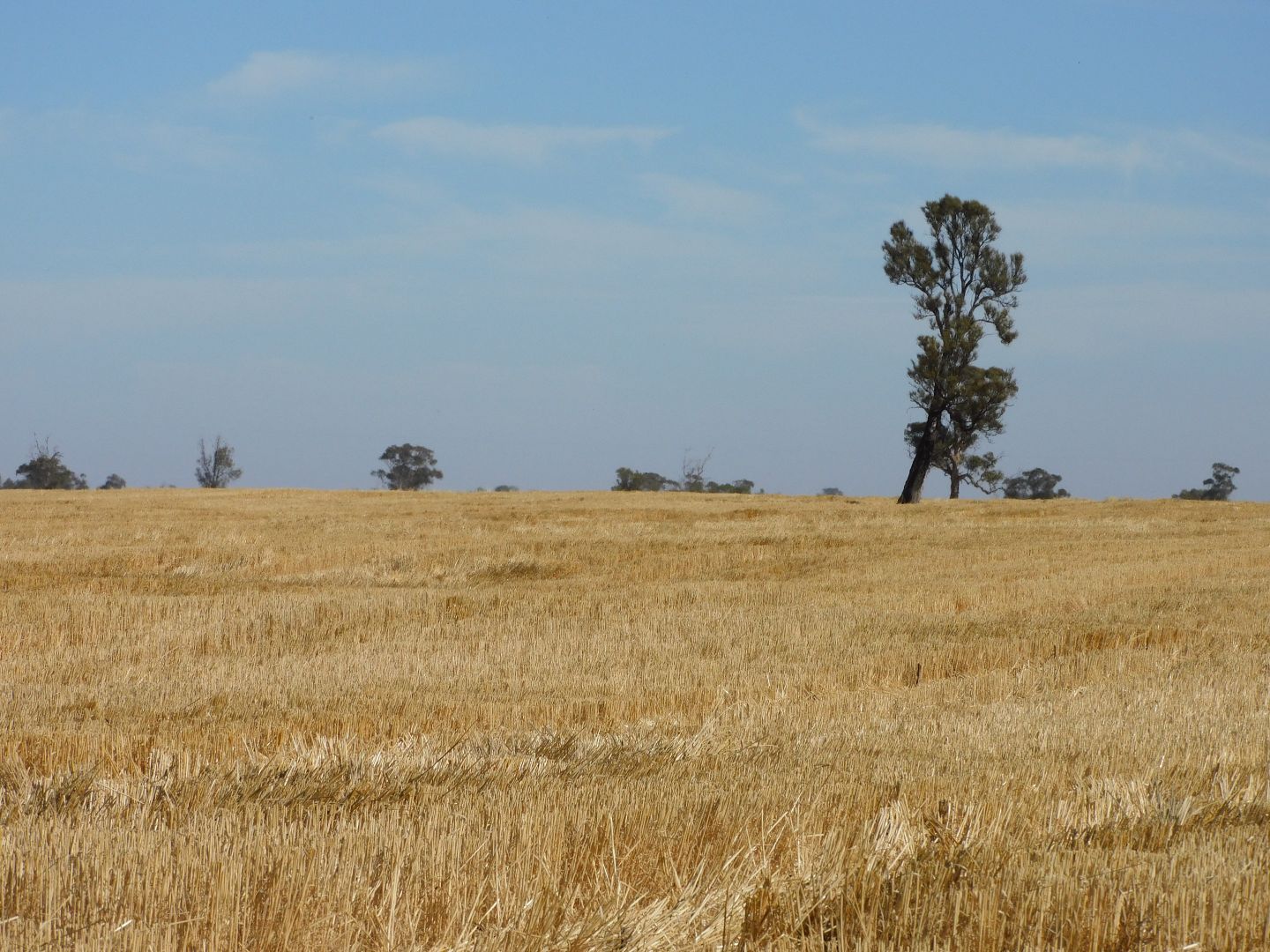 Proposed Lot Langley Road, Bordertown SA 5268, Image 2