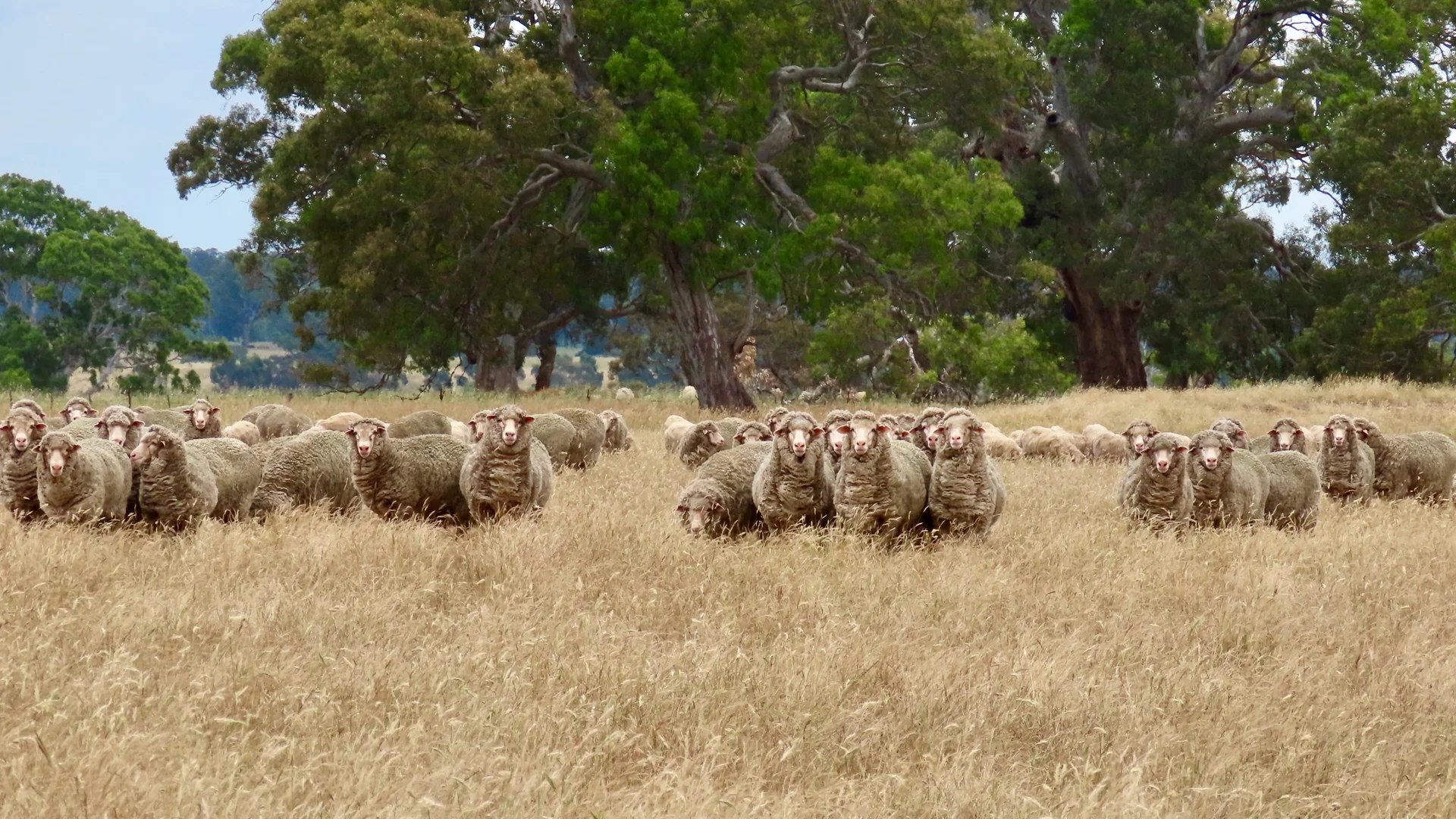 Additional image 21 of 596 Mostyn Lane, Balmoral VIC 3407