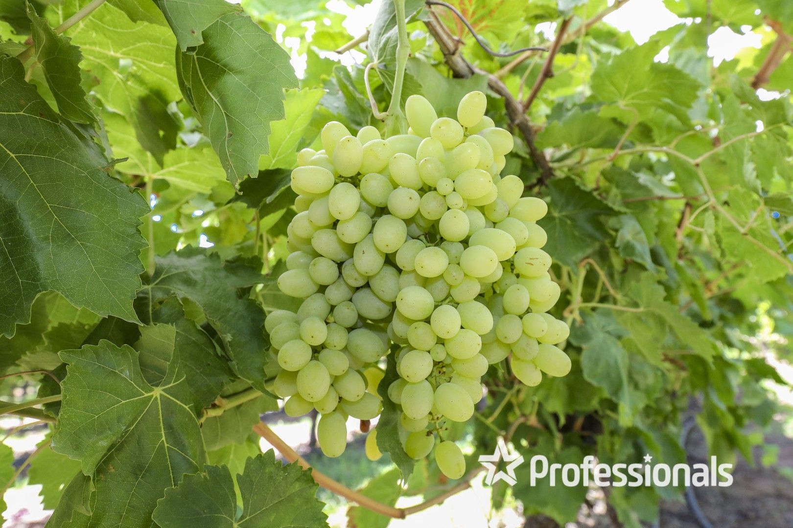 Farm 310 Tulloch Road Properties, Red Cliffs VIC 3496 House for Sale