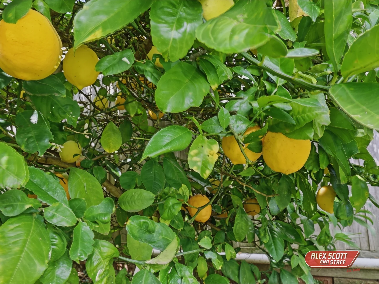 Additional image 27 of 16 Miller Street, Dumbalk VIC 3956