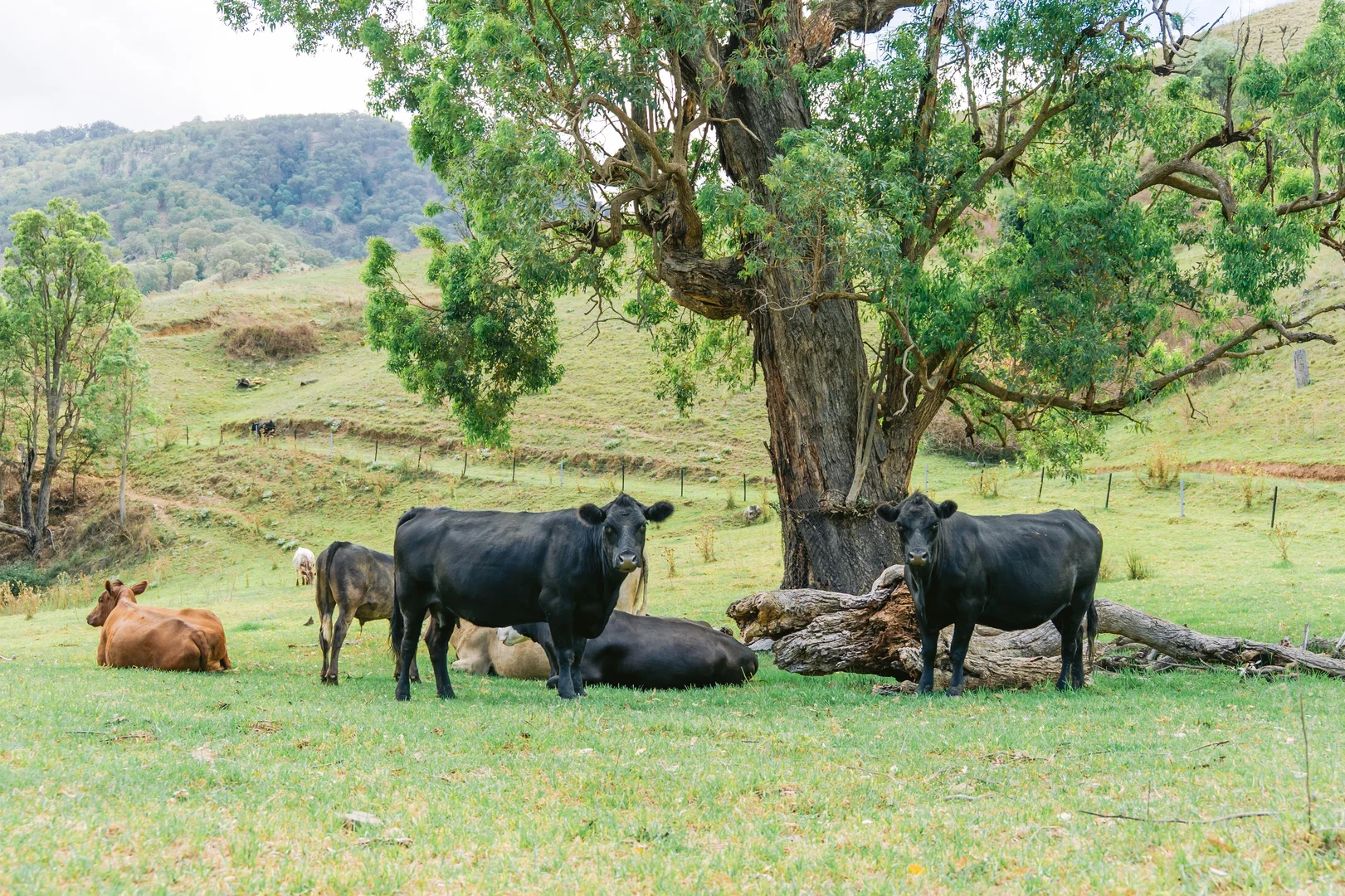 Additional image 31 of 1746 Stewarts Brook Rd, Stewarts Brook NSW 2337