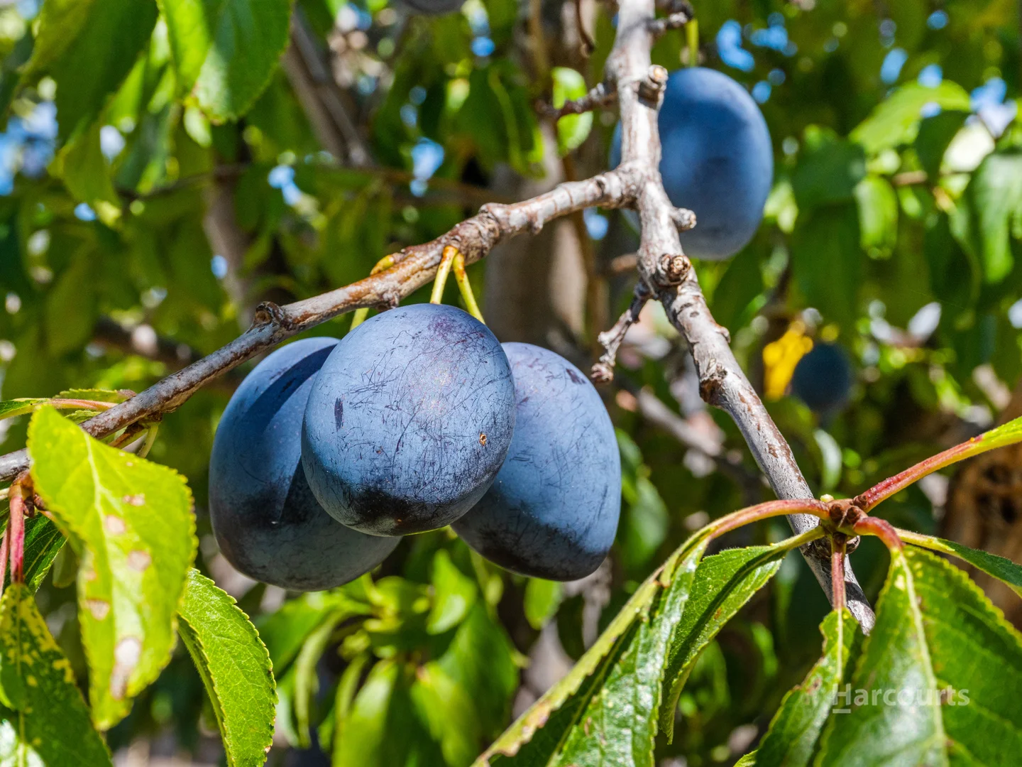 Additional image 25 of 35 Springfield Avenue, Moonah TAS 7009