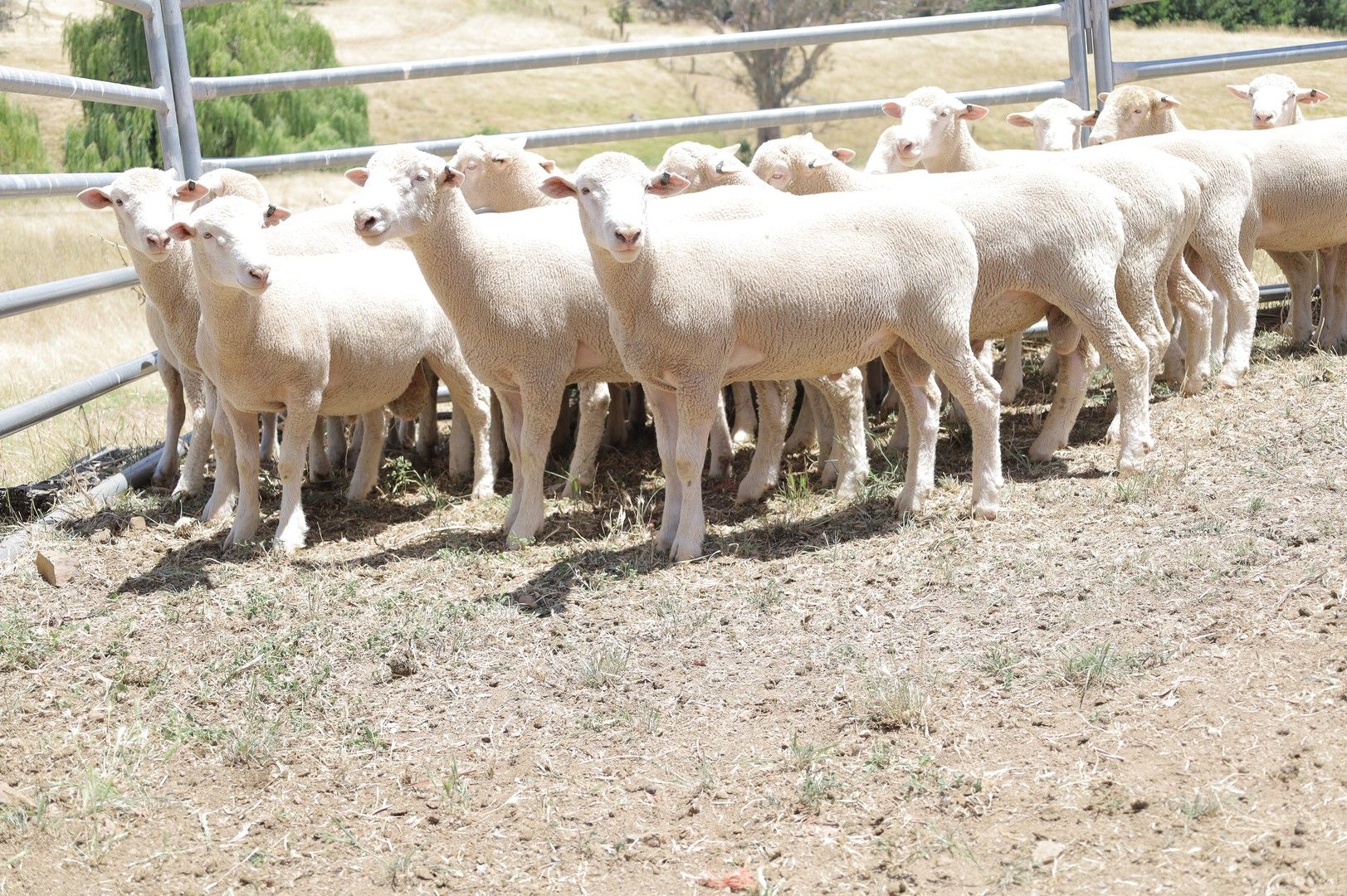 Livestock in , ORANGE NSW, 2800