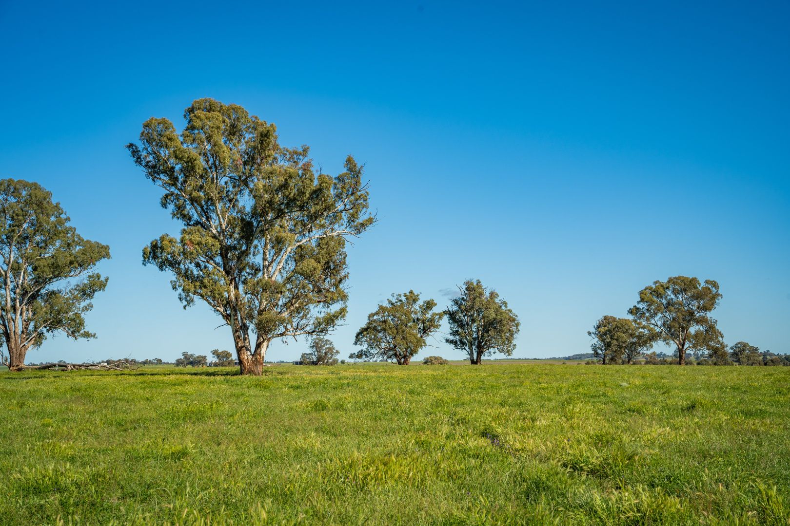 'South Merton' 166 Obley Road, Dubbo NSW 2830, Image 1