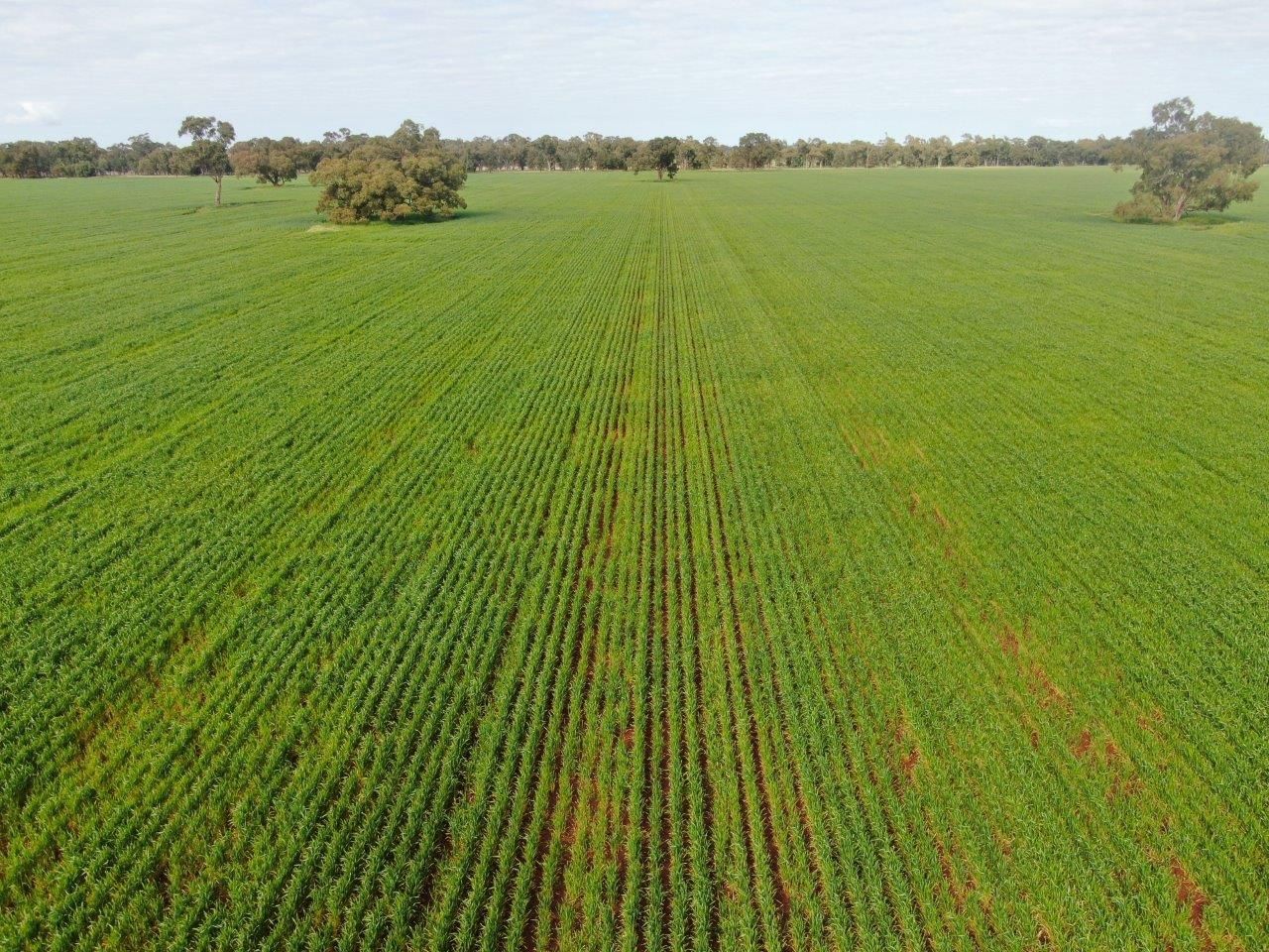 'Kanes', 1012 Ungarie Road, Ungarie NSW 2669 Farm for Sale Domain