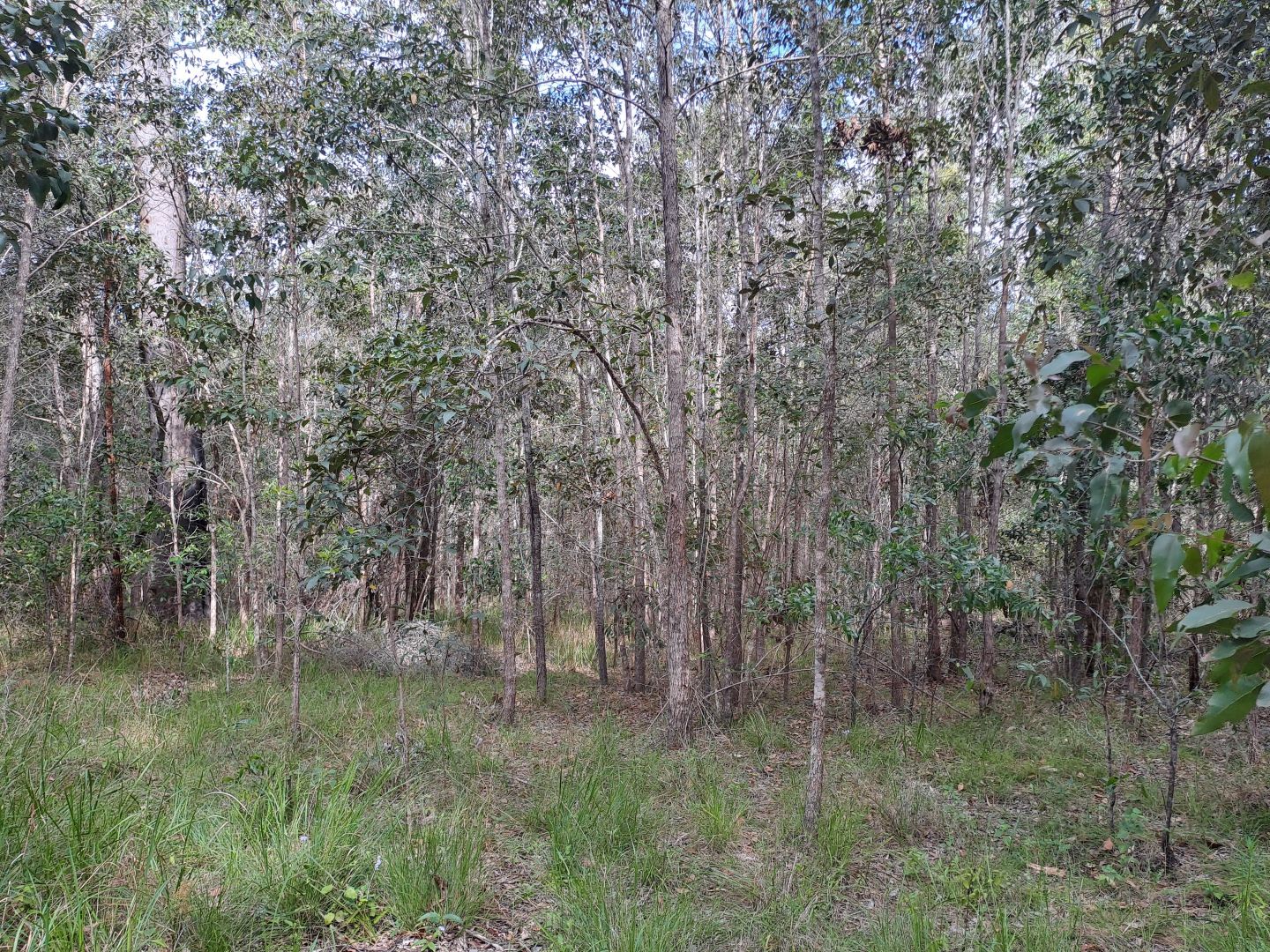 37 Raintree Road, Glenwood QLD 4570 Vacant Land for Sale 380,000