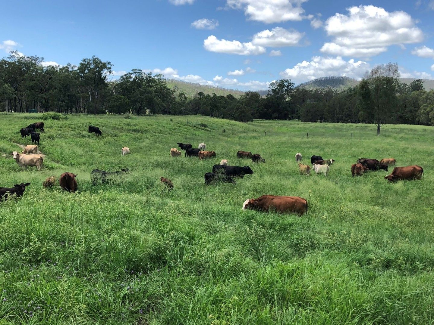 992 Deep Creek Road, Biggenden QLD 4621 House for Sale 1,650,000