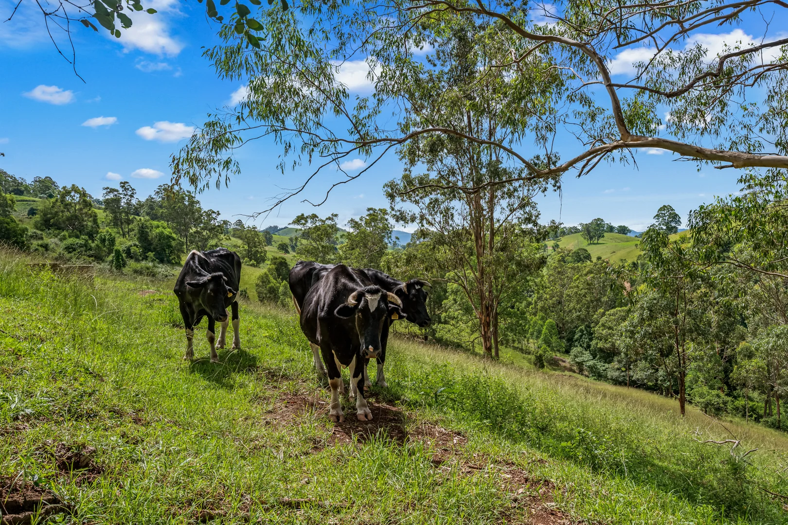 Additional image 25 of 664 Scone Road, Copeland via, Gloucester NSW 2422