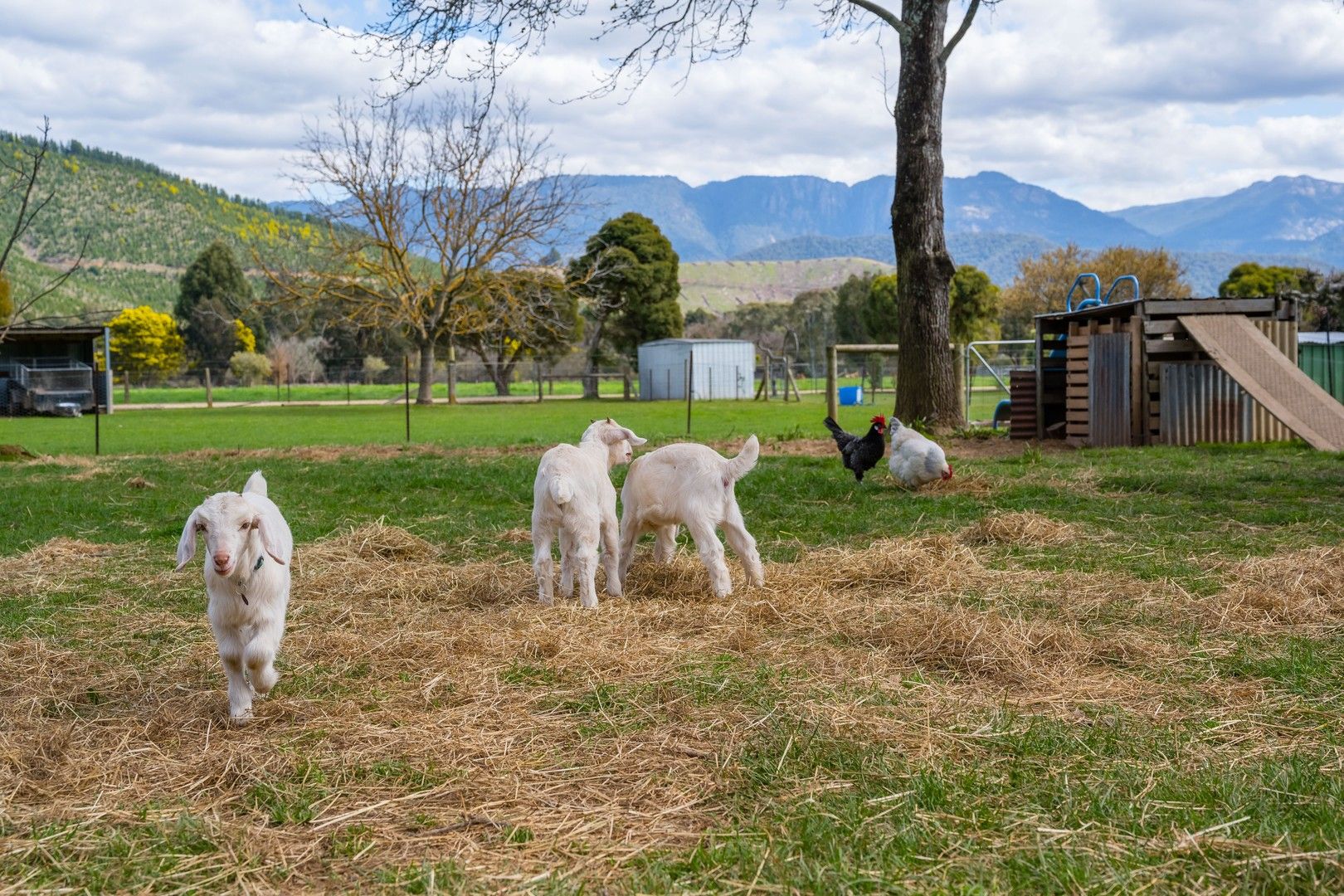 61 Roberts Creek Road, Porepunkah VIC 3740 House for Sale Domain
